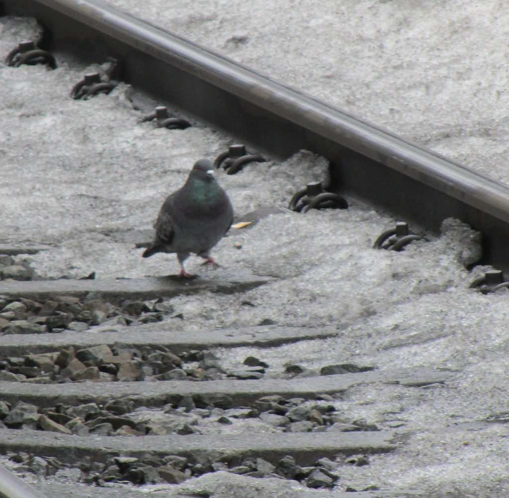 Dieser Taube gefllt der Platz am Gleis wohl besonders...(Wrgl, 25.2.2012)