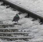 Dieser Taube gefällt der Platz am Gleis wohl besonders...(Wörgl, 25.2.2012)